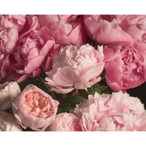 Pink Petals Black Modern Wood Framed Art Print with Double Matting by Maclean, Leah