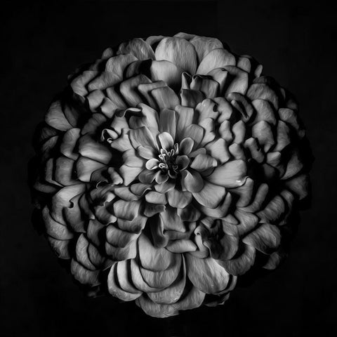 Monochrome Portrait of a Zinnia Black Modern Wood Framed Art Print with Double Matting by Maclean, Leah