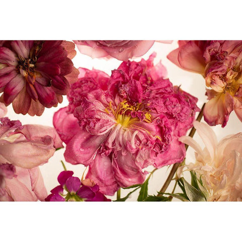 Peony on White Black Modern Wood Framed Art Print with Double Matting by Maclean, Leah