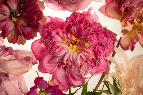 Peony on White White Modern Wood Framed Art Print with Double Matting by Maclean, Leah