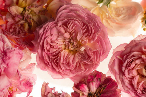 Rose on White Black Ornate Wood Framed Art Print with Double Matting by Maclean, Leah