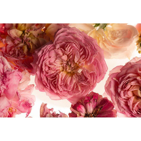 Rose on White Gold Ornate Wood Framed Art Print with Double Matting by Maclean, Leah