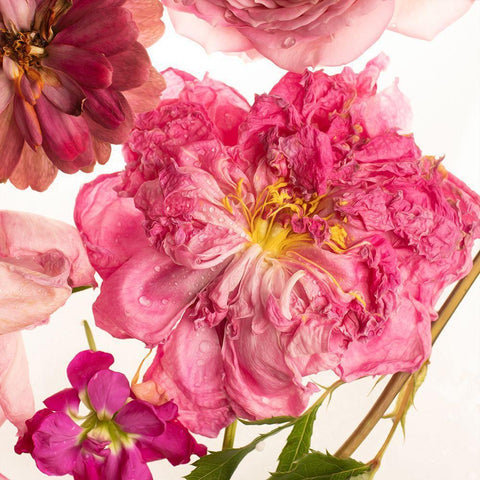 Peony Dream on White Black Ornate Wood Framed Art Print with Double Matting by Maclean, Leah