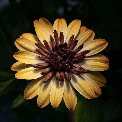 Sunny Bloom Black Modern Wood Framed Art Print by Maclean, Leah