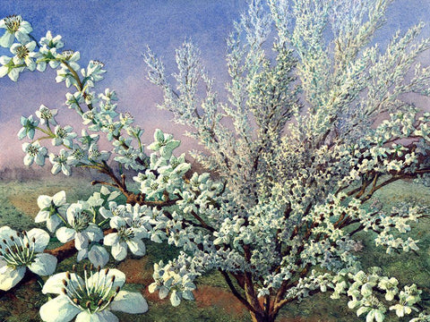 Fresh Tone Black Ornate Wood Framed Art Print with Double Matting by Wang, John