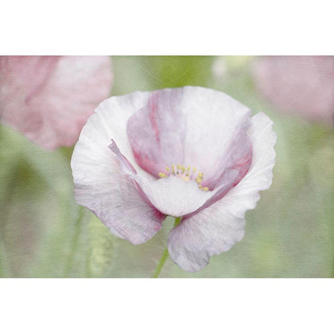 Soft Poppy Gold Ornate Wood Framed Art Print with Double Matting by Stalus, Judy