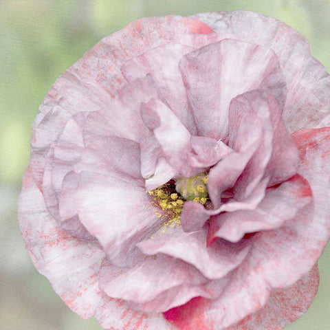 Jezebel White Modern Wood Framed Art Print by Stalus, Judy