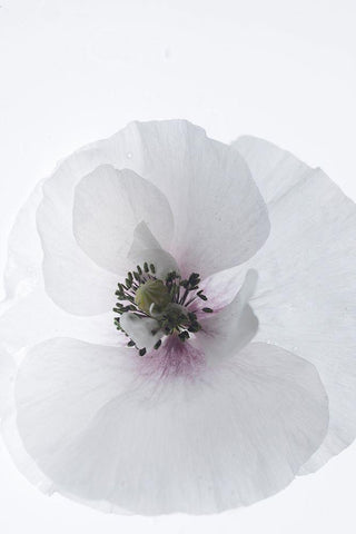White Poppy White Modern Wood Framed Art Print with Double Matting by Stalus, Judy