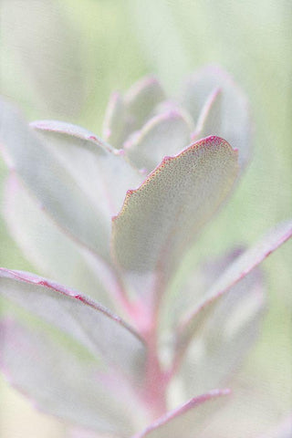 Succelent Black Ornate Wood Framed Art Print with Double Matting by Stalus, Judy