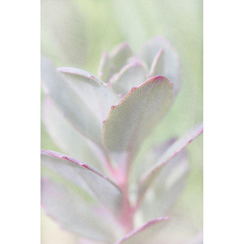 Succelent Black Modern Wood Framed Art Print by Stalus, Judy