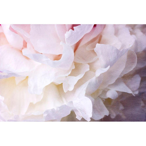 Peony Bliss Black Modern Wood Framed Art Print by Stalus, Judy