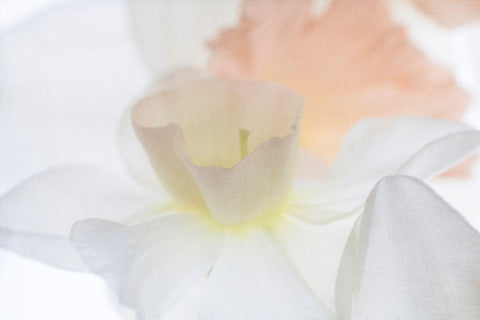 Daffodil Dream White Modern Wood Framed Art Print with Double Matting by Stalus, Judy