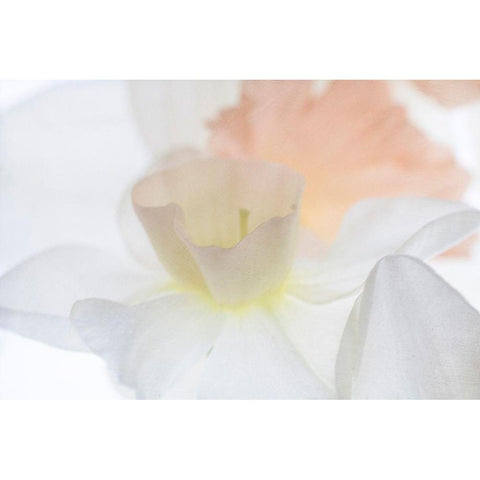 Daffodil Dream Gold Ornate Wood Framed Art Print with Double Matting by Stalus, Judy