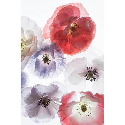 Dreaming Poppies Gold Ornate Wood Framed Art Print with Double Matting by Stalus, Judy