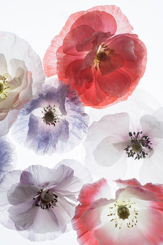 Dreaming Poppies White Modern Wood Framed Art Print with Double Matting by Stalus, Judy