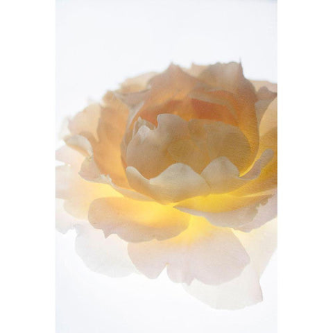 Luminance White Modern Wood Framed Art Print by Stalus, Judy