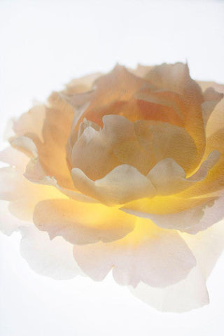 Luminance White Modern Wood Framed Art Print with Double Matting by Stalus, Judy