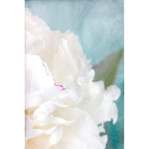 Peony Sky II Black Modern Wood Framed Art Print by Stalus, Judy