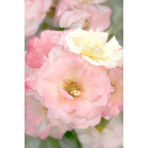 Pink Roses Gold Ornate Wood Framed Art Print with Double Matting by Stalus, Judy