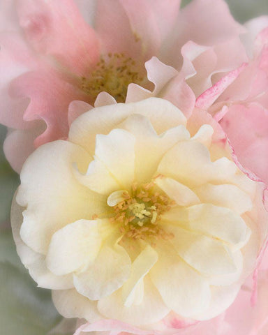 Yellow Rose White Modern Wood Framed Art Print with Double Matting by Stalus, Judy