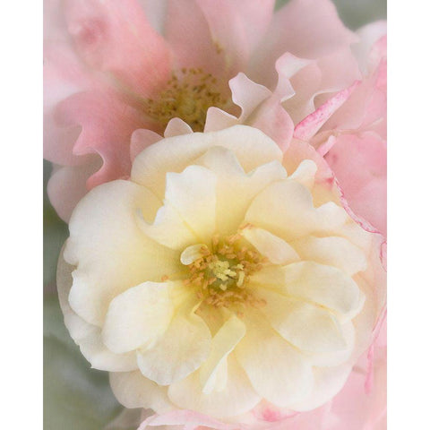 Yellow Rose Gold Ornate Wood Framed Art Print with Double Matting by Stalus, Judy