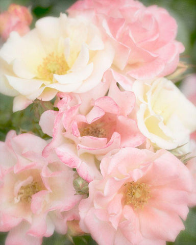 Roses Black Ornate Wood Framed Art Print with Double Matting by Stalus, Judy