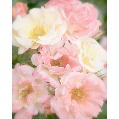 Roses Black Modern Wood Framed Art Print by Stalus, Judy