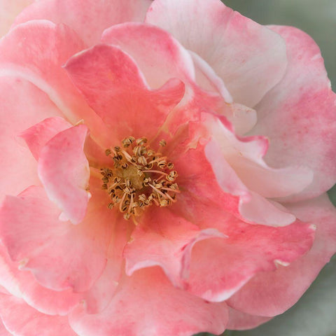 Coral Rose White Modern Wood Framed Art Print by Stalus, Judy