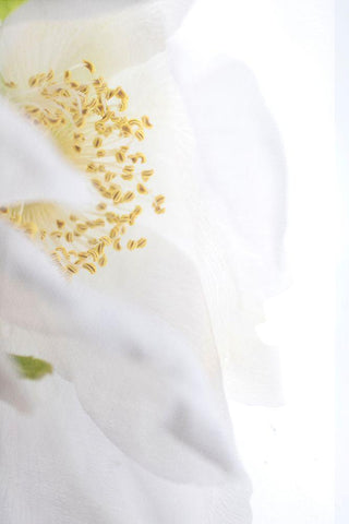 Gold Cup Black Ornate Wood Framed Art Print with Double Matting by Stalus, Judy