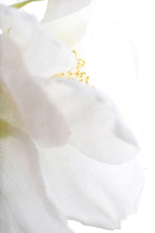 Petals White Modern Wood Framed Art Print with Double Matting by Stalus, Judy