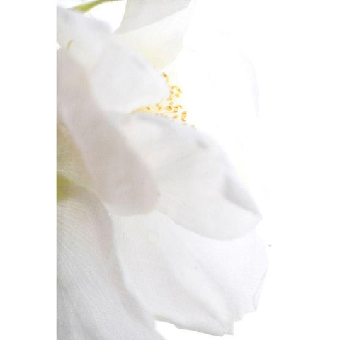 Petals Gold Ornate Wood Framed Art Print with Double Matting by Stalus, Judy