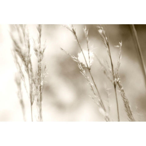 Grass at Dawn Gold Ornate Wood Framed Art Print with Double Matting by Stalus, Judy