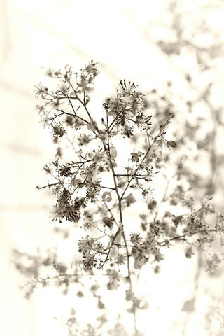 Spent White Modern Wood Framed Art Print with Double Matting by Stalus, Judy