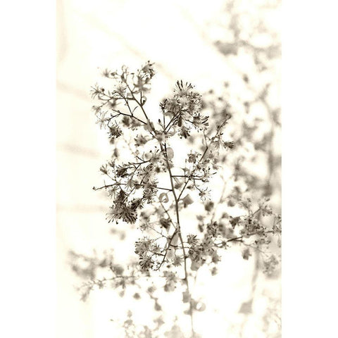 Spent White Modern Wood Framed Art Print by Stalus, Judy