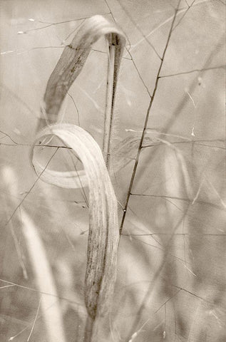 Meadow Grass White Modern Wood Framed Art Print with Double Matting by Stalus, Judy