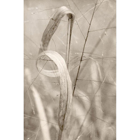 Meadow Grass Black Modern Wood Framed Art Print with Double Matting by Stalus, Judy