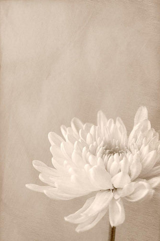 Crysanthemum White Modern Wood Framed Art Print with Double Matting by Stalus, Judy