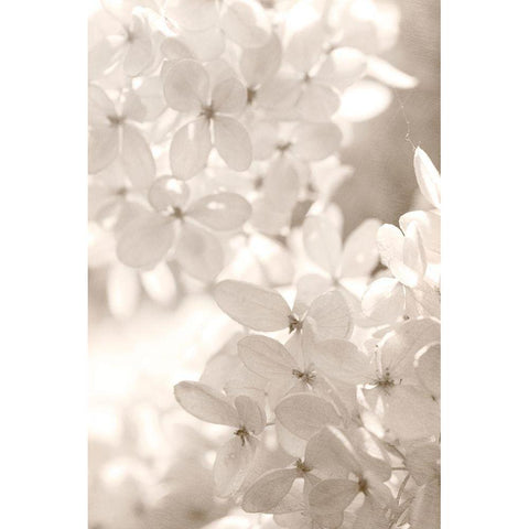 Sunlight White Modern Wood Framed Art Print by Stalus, Judy