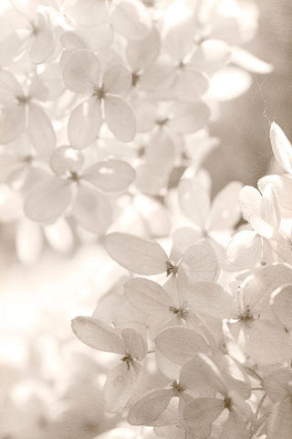 Sunlight Black Ornate Wood Framed Art Print with Double Matting by Stalus, Judy