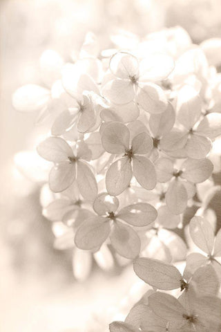 Sunshine Black Ornate Wood Framed Art Print with Double Matting by Stalus, Judy