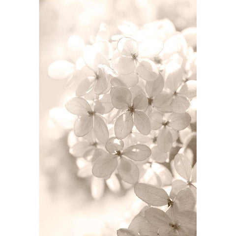 Sunshine White Modern Wood Framed Art Print by Stalus, Judy