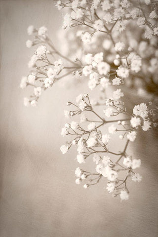 Cascade Black Ornate Wood Framed Art Print with Double Matting by Stalus, Judy