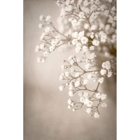 Cascade White Modern Wood Framed Art Print by Stalus, Judy