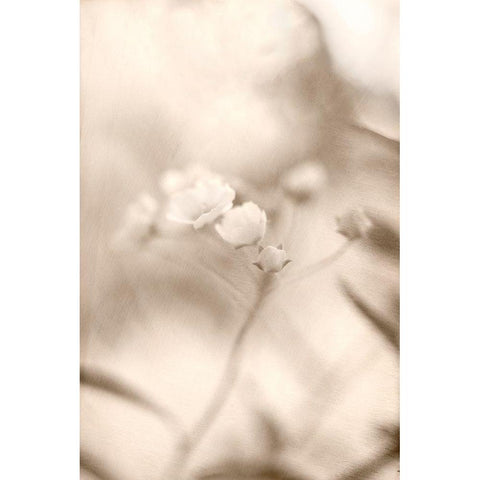 Summer I White Modern Wood Framed Art Print by Stalus, Judy