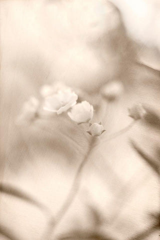 Summer I White Modern Wood Framed Art Print with Double Matting by Stalus, Judy