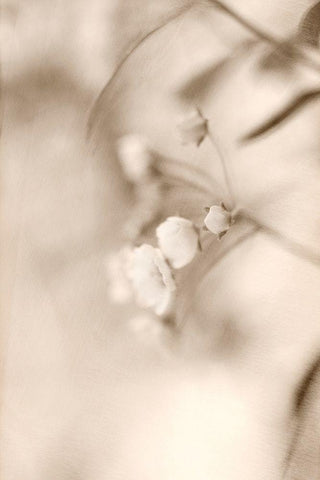 Softly White Modern Wood Framed Art Print with Double Matting by Stalus, Judy