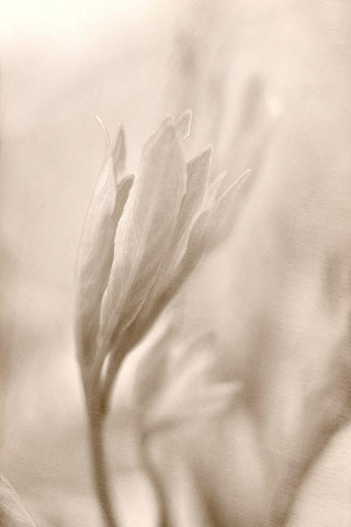 Reaching White Modern Wood Framed Art Print with Double Matting by Stalus, Judy