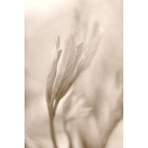 Reaching Black Modern Wood Framed Art Print with Double Matting by Stalus, Judy