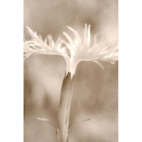 Dianthus White Modern Wood Framed Art Print by Stalus, Judy