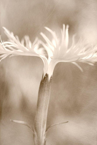 Dianthus White Modern Wood Framed Art Print with Double Matting by Stalus, Judy